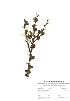 藏品(玉山小蘗)的圖片